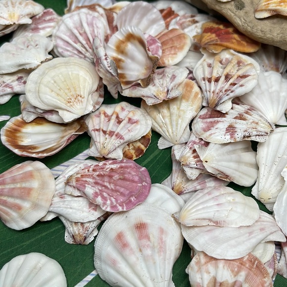 Gorgeous Folded Scallop Seashells Mixed Lot for Jewelry DIY or Nautical Decor - Picture 12 of 13